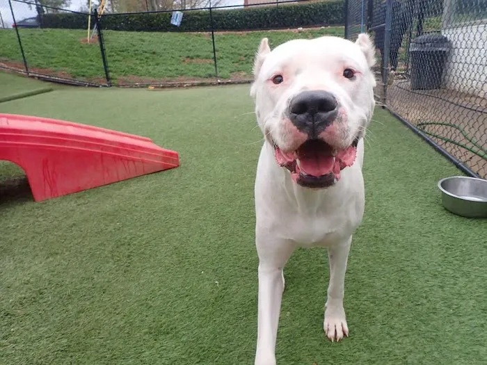 Cahaba Mountain Brook Animal Clinic Picture 5