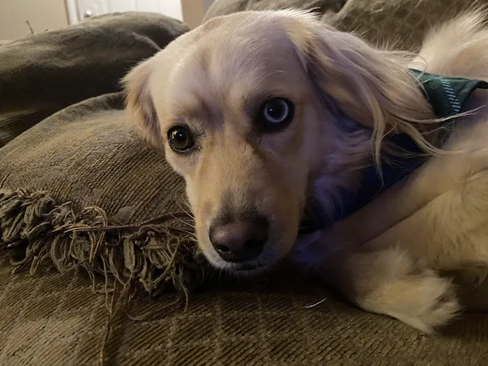 Cahaba Mountain Brook Animal Clinic Picture 6