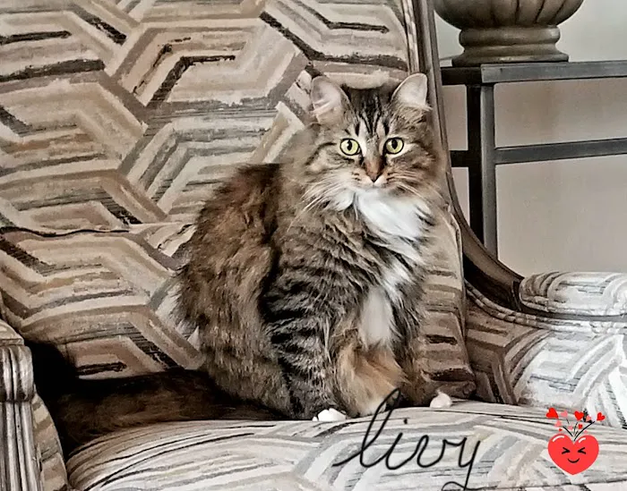 Cahaba Mountain Brook Animal Clinic Picture 1