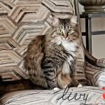 Cahaba Mountain Brook Animal Clinic