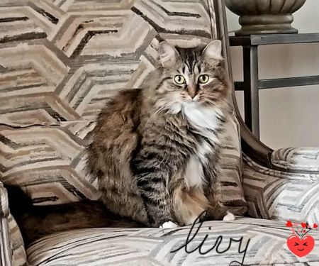 Cahaba Mountain Brook Animal Clinic