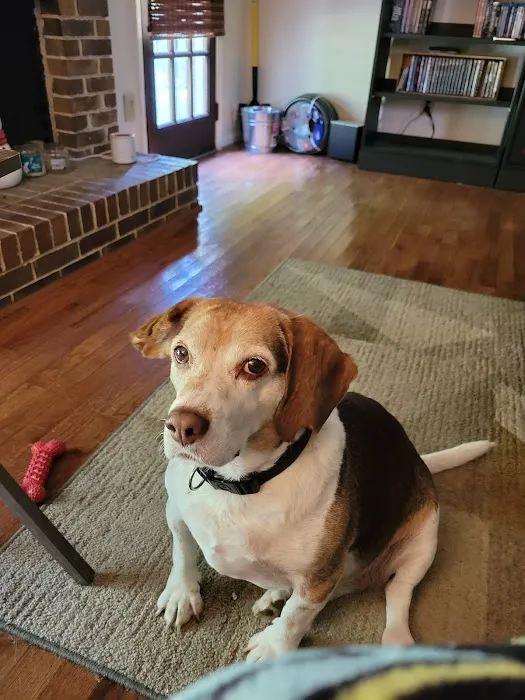 Cahaba Mountain Brook Animal Clinic Picture 4