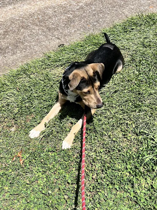 Cahaba Mountain Brook Animal Clinic Picture 9