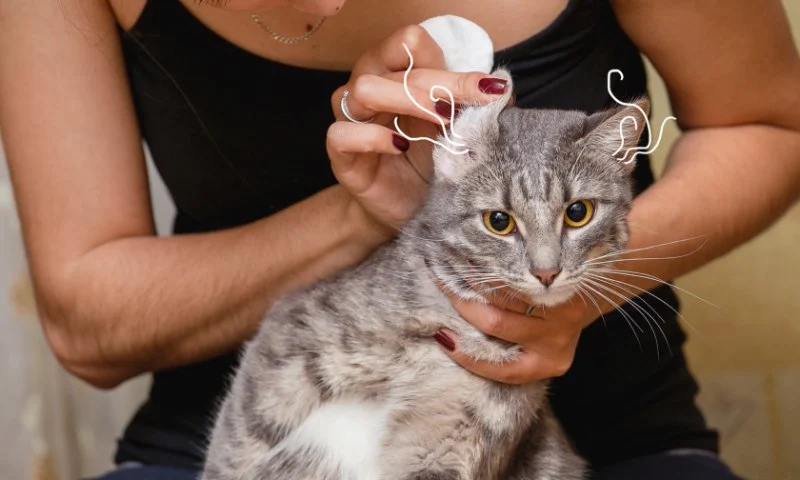 How to Clean Your Cat’s Ears Safely at Home in 2024
