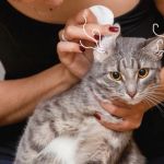 How to Clean Your Cat’s Ears Safely at Home in 2024