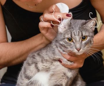 How to Clean Your Cat’s Ears Safely at Home in 2024