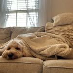 Britt Animal Hospital