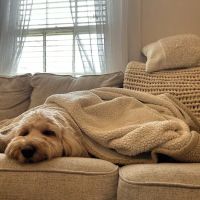 Britt Animal Hospital ico