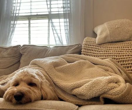 Britt Animal Hospital