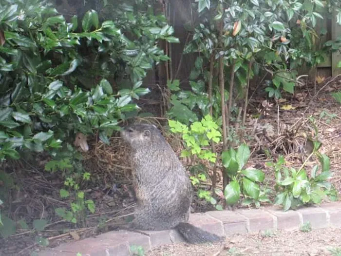 Britt Animal Hospital Picture 9