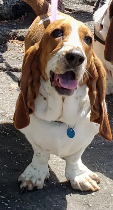 Britt Animal Hospital Picture 5