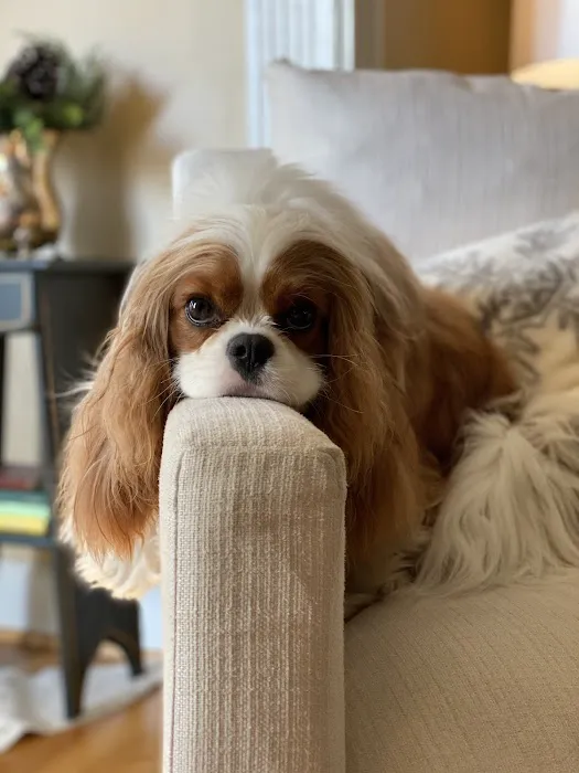 Britt Animal Hospital Picture 8