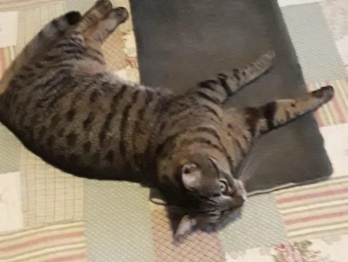 Britt Animal Hospital Picture 6