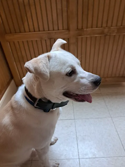 Alford Avenue Veterinary Hospital Picture 5