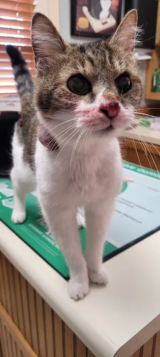 Alford Avenue Veterinary Hospital Picture 4