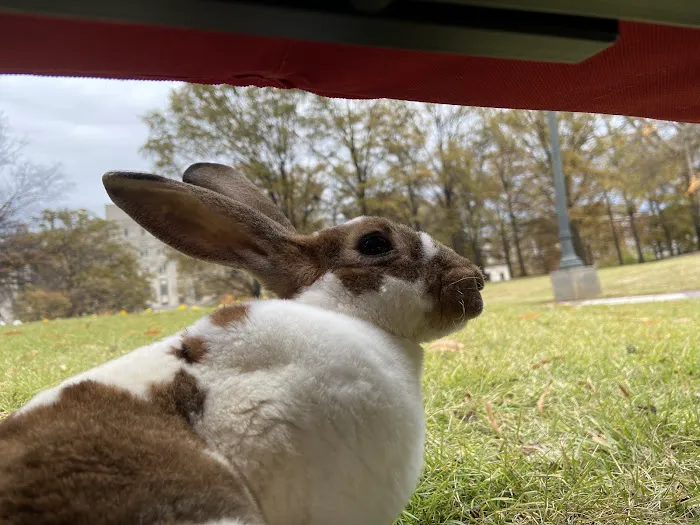 Alford Avenue Veterinary Hospital Picture 10