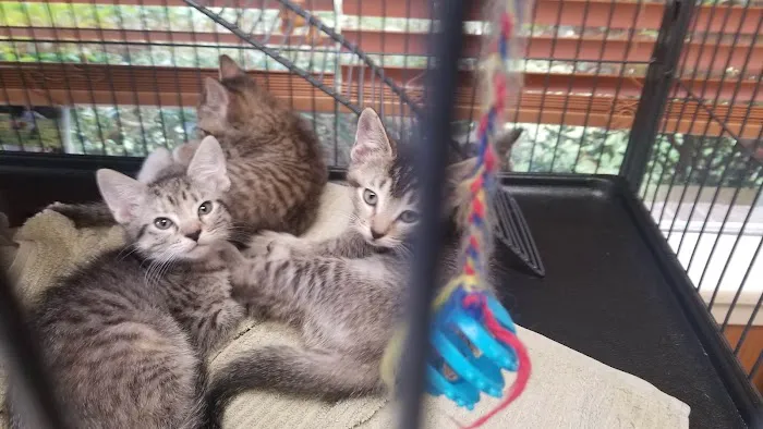 Alford Avenue Veterinary Hospital Picture 9