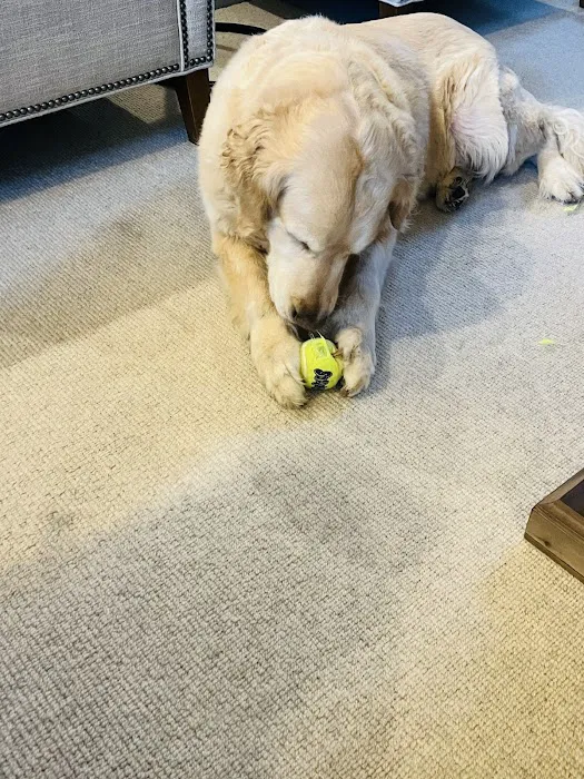 Pet Wellness Animal Hospital & Center Picture 1