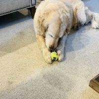 Pet Wellness Animal Hospital & Center ico