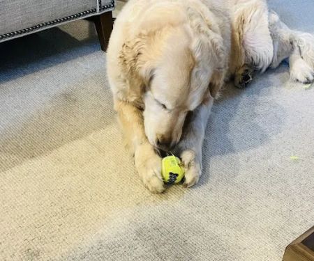 Pet Wellness Animal Hospital & Center