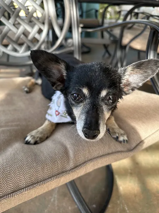 Pet Wellness Animal Hospital & Center Picture 2