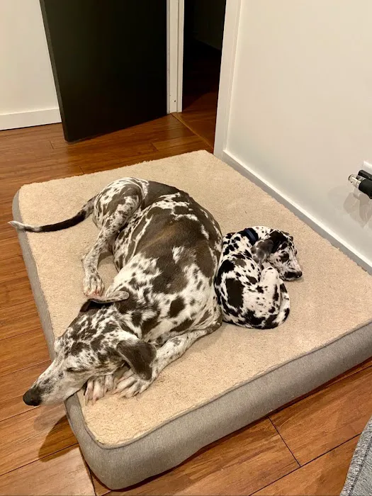 Pet Wellness Animal Hospital & Center Picture 8