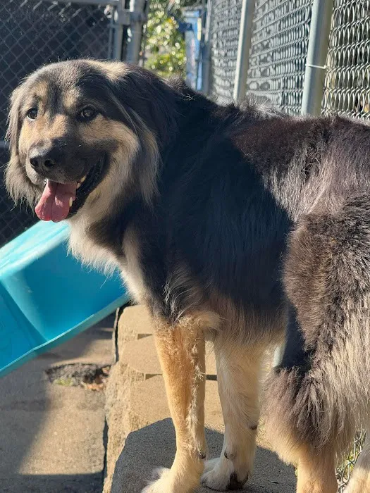 Pet Wellness Animal Hospital & Center Picture 7