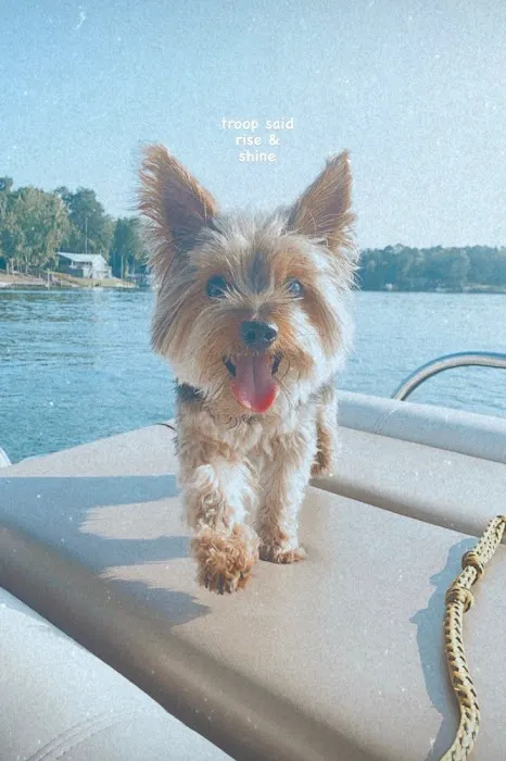 Pet Wellness Animal Hospital & Center Picture 3