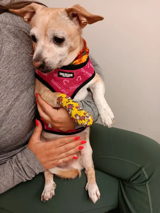 Pet Wellness Animal Hospital & Center Picture 5