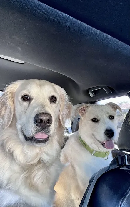 Pet Wellness Animal Hospital & Center Picture 4