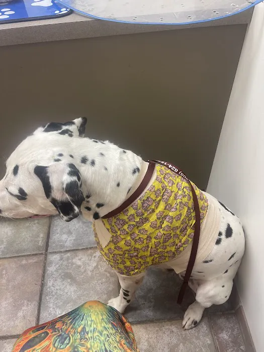 Pet Wellness Animal Hospital & Center Picture 10