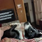 Bluff Park Animal Clinic