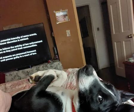 Bluff Park Animal Clinic