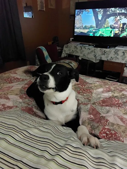 Bluff Park Animal Clinic Picture 2