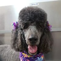 Mahaffey Kris DVM ico