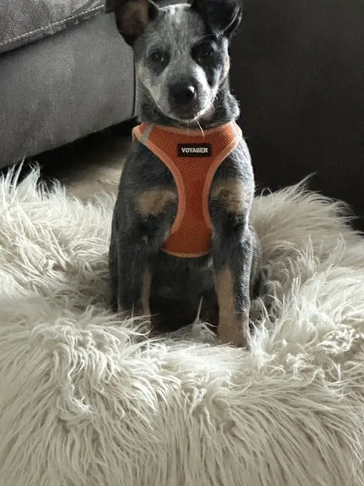 Midland Prairie Veterinary Services Picture 2