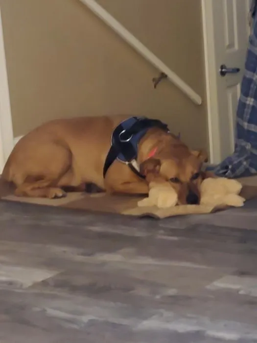 Midland Prairie Veterinary Services Picture 6