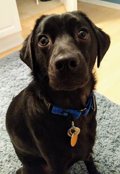 Emerson Veterinary Clinic and Hospital Picture 4