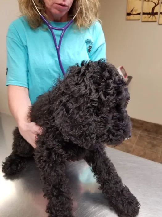 Emerson Veterinary Clinic and Hospital Picture 5