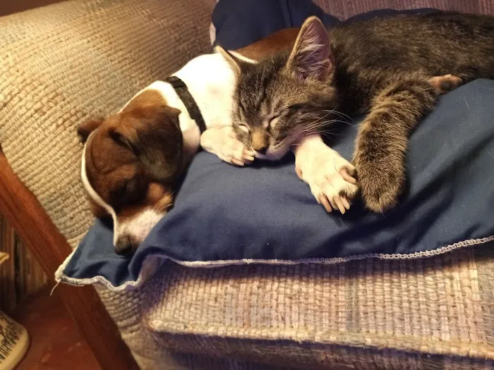 Emerson Veterinary Clinic and Hospital Picture 9