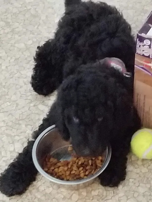 Emerson Veterinary Clinic and Hospital Picture 8