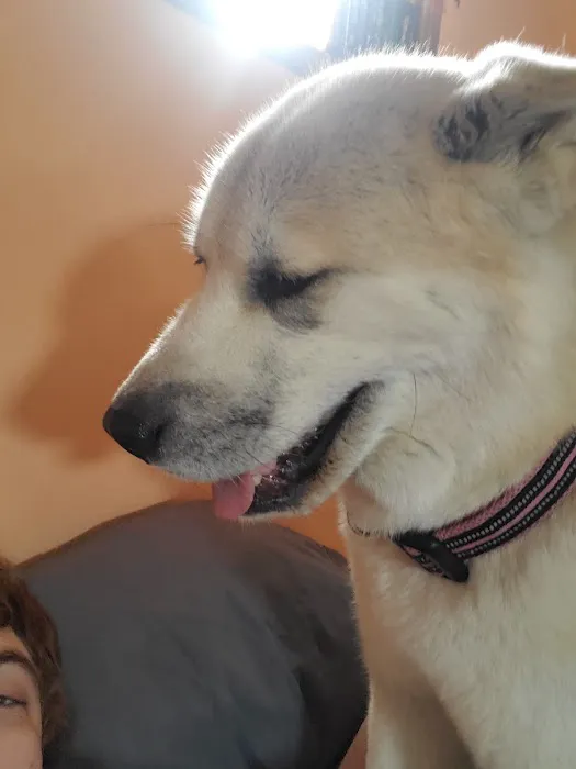 Emerson Veterinary Clinic and Hospital Picture 7