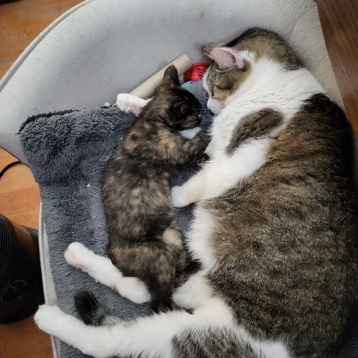 East Lawn Animal Hospital Picture 2