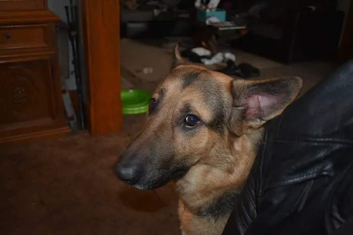 East Lawn Animal Hospital Picture 1