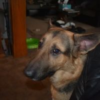 East Lawn Animal Hospital ico