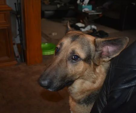 East Lawn Animal Hospital