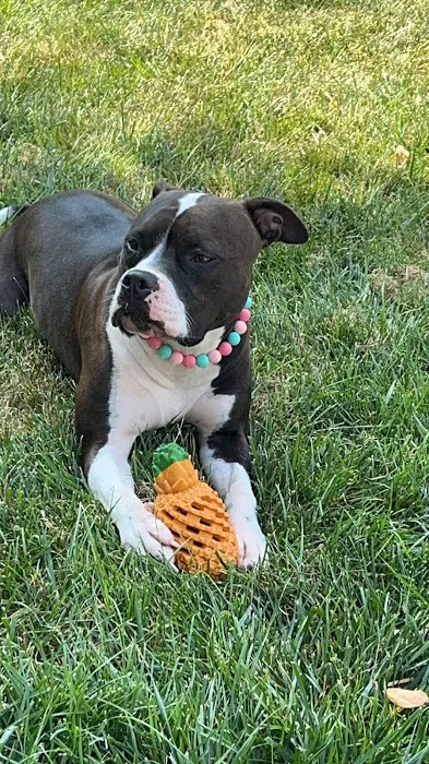 East Lawn Animal Hospital Picture 3