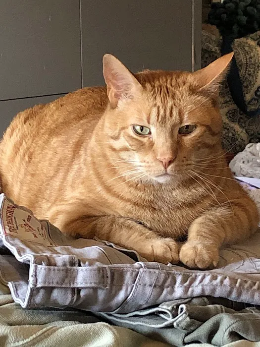 East Lawn Animal Hospital Picture 8