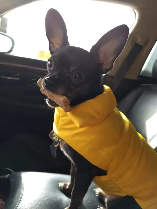 Holm Animal Hospital Picture 3