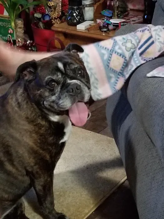 Holm Animal Hospital Picture 2